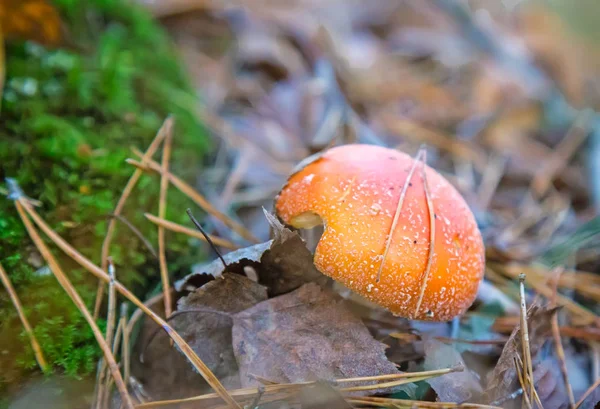 Mantarlı fly agaric bir orman glade içinde. — Stok fotoğraf