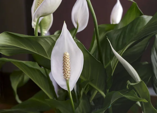 Fleurs blanches en fleurs spathiphyllum . — Photo