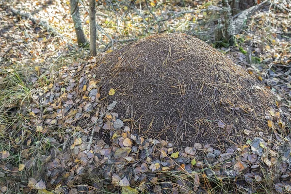 Gran hormiguero en el bosque de otoño . —  Fotos de Stock