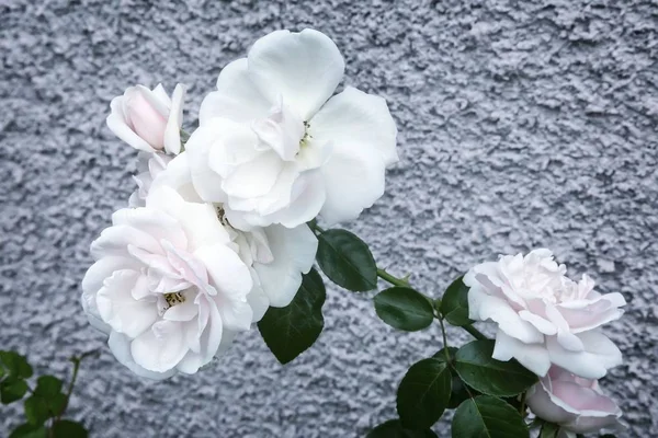 White blooming roses on a background texture. — Stock Photo, Image