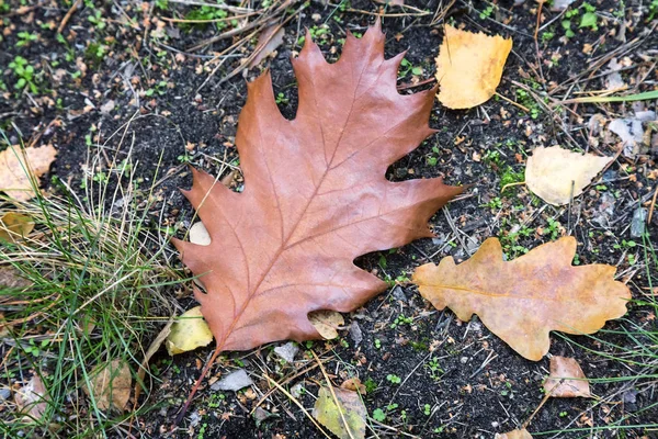 Autumn leaves, fallen from the trees to the ground. — Stock Photo, Image