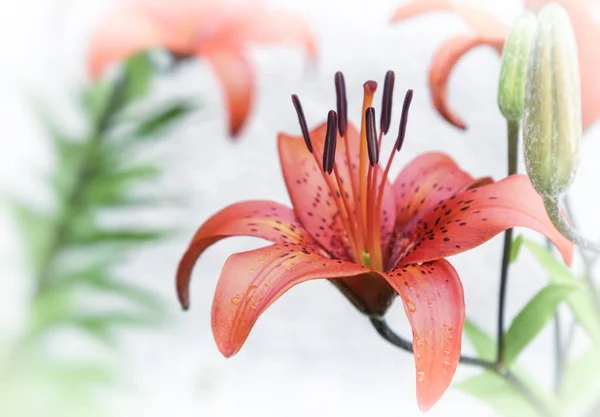 Flor vermelho Lily closeup . — Fotografia de Stock