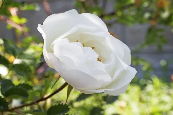 Blooming white rose in the garden. — Stock Photo, Image