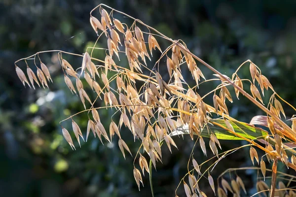 Orecchie mature di avena nel campo — Foto Stock