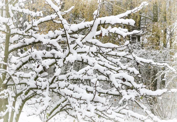 Πρώτο χιόνι στα κλαδιά των δέντρων. — Φωτογραφία Αρχείου