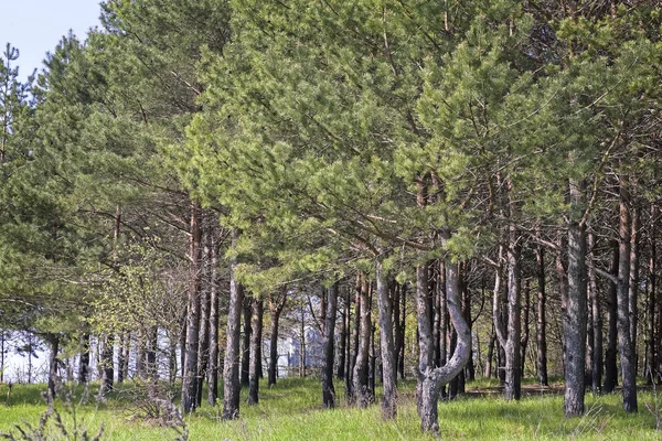 Okraji borového lesa. — Stock fotografie