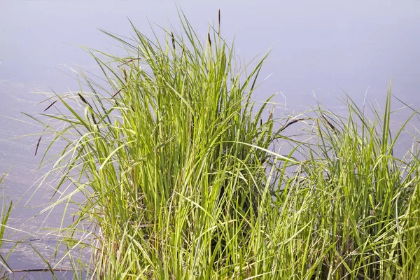 On the shore of the lake grow reeds. — Stock Photo, Image