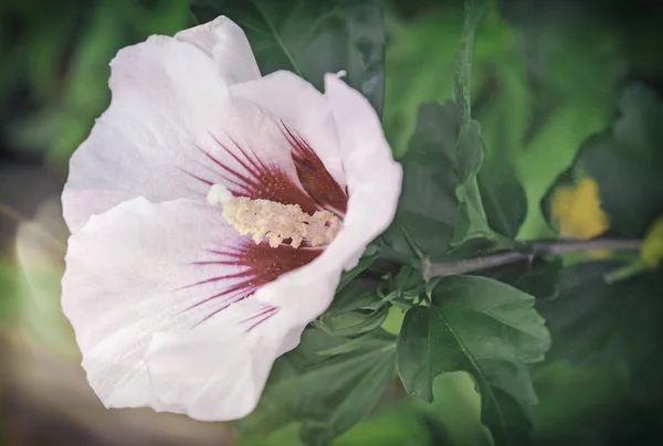 Крупный розово-белый цветок гибискуса . — стоковое фото