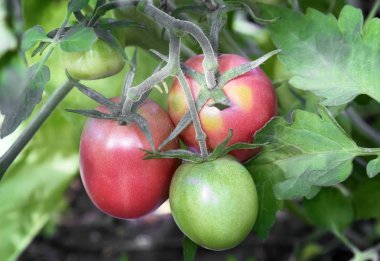 Domatesler bir çalılığın dallarında olgunlaşır..