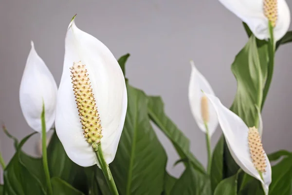 Fleurs blanches en fleurs spathiphyllum . — Photo