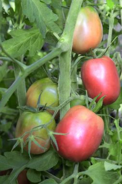 Domatesler bir çalılığın dallarında olgunlaşır..