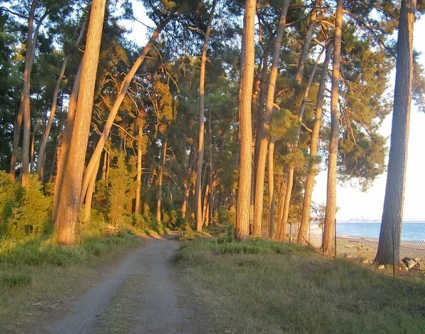 Paysage avec vue sur la mer et pins sur le rivage. Pitsunda, A — Photo