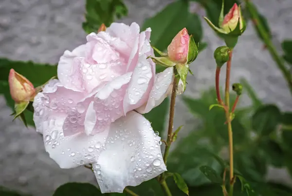 Roses à fleurs blanches sur une texture de fond . — Photo