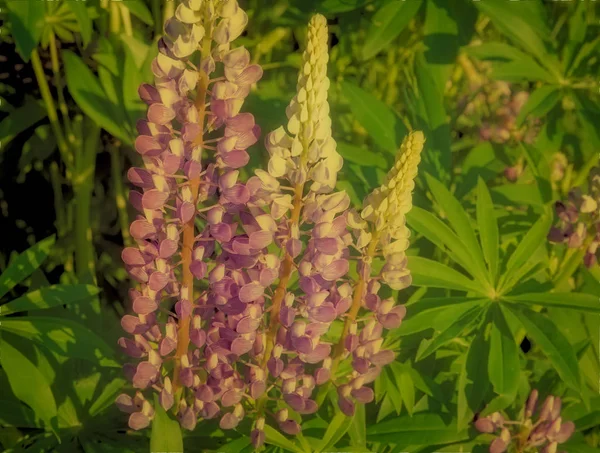 Çiçekli lupine sahada. — Stok fotoğraf