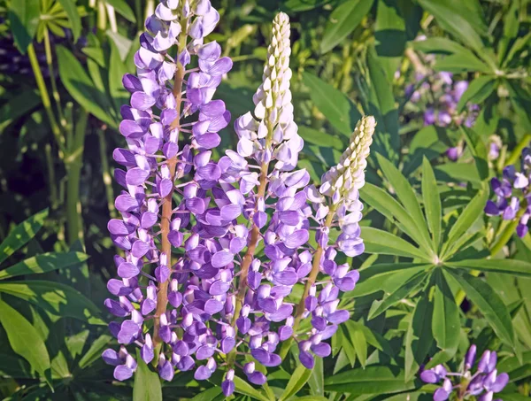 Auf Dem Feld Umgeben Von Grünen Blättern Blüht Lupinen Kleine — Stockfoto