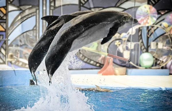 Two dolphins at the Dolphinarium during the presentation jump out of the water over the bar.