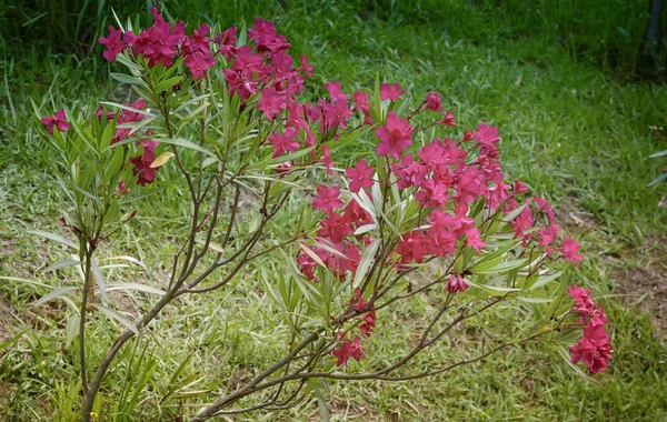 Smukke blomstrende pink oleander Bush i solskin .. - Stock-foto