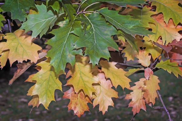 Folhas de outono amarelas em um ramo de carvalho . — Fotografia de Stock
