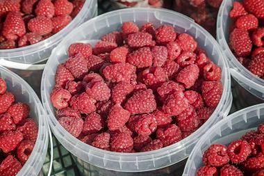 Satılık konteyner içinde ahududu.