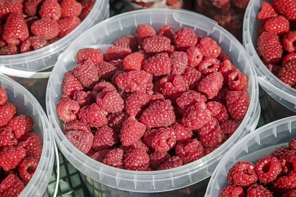 Satılık konteyner içinde ahududu.