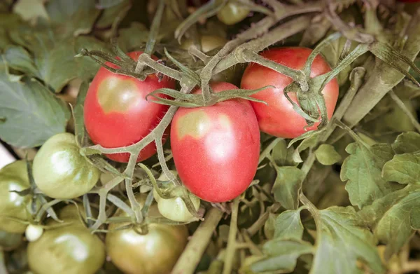 Os tomates amadurecem nos ramos de um Bush. — Fotografia de Stock