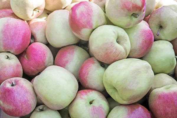 Büyük olgun elma, fotoğrafı yakın çekim.