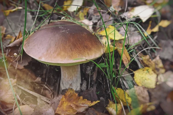 . Білий гриб росте в лісі в клірингу . — стокове фото