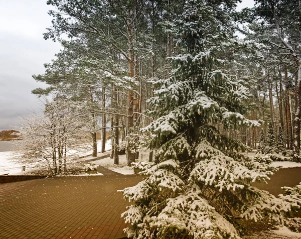 Het Park Aan Rivier Takken Van Bomen Ligt Eerste Sneeuw — Stockfoto