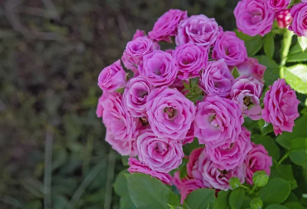 Hermosas Flores Rojas Brillantes Rosas Híbridas Que Florecen Jardín Fotografiado — Foto de Stock