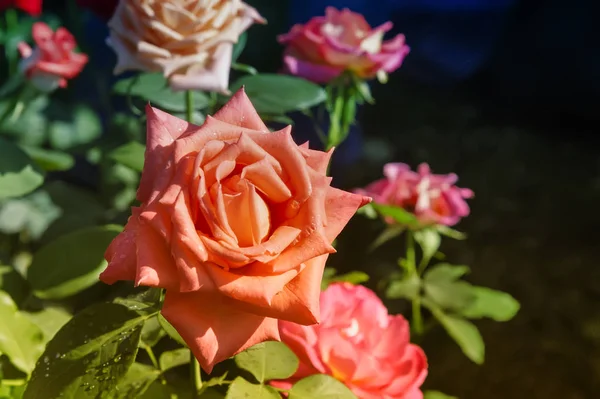 Hermosas Flores Rojas Brillantes Rosas Híbridas Que Florecen Jardín Fotografiado — Foto de Stock