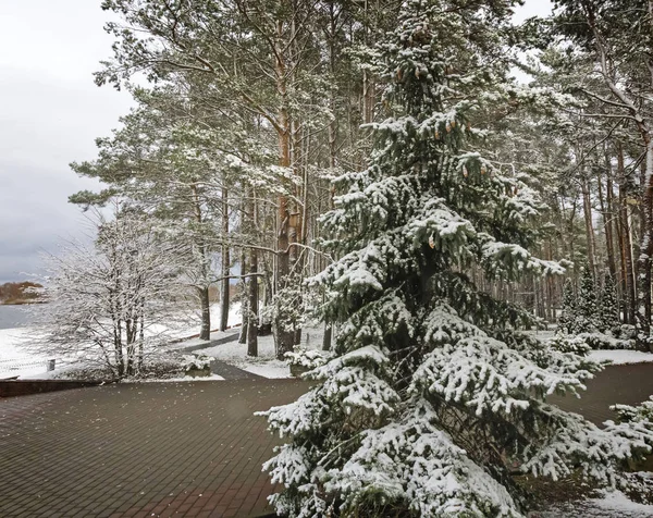 Pierwszy Śnieg Znajduje Się Parku Nad Rzeką Gałęziach Drzew Ale — Zdjęcie stockowe