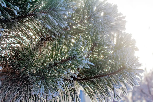 Větev Borovice Zelené Dlouhé Jehly Pokrytá Bílým Sněhem Pozadí Stromů — Stock fotografie