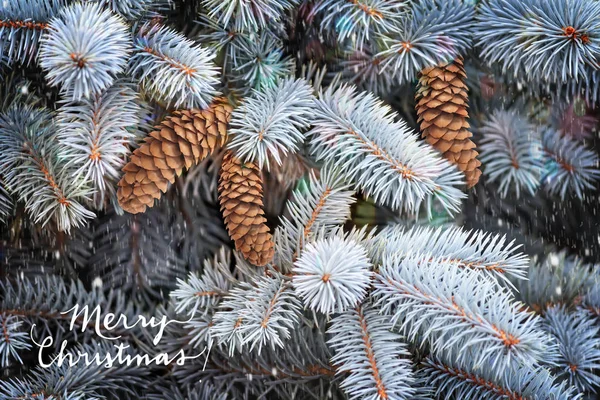 Closeup Presents Fluffy Branches Blue Spruce Background Image — Stock Photo, Image