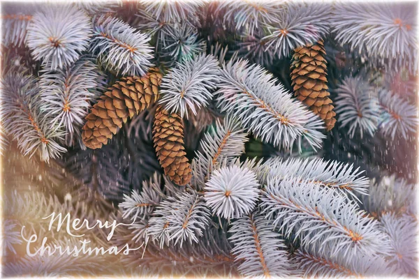 Closeup Presents Fluffy Branches Blue Spruce Background Image — Stock Photo, Image