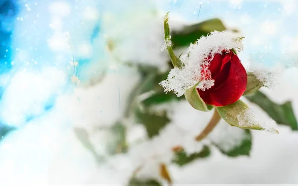 Kartki Świąteczne Biały Śnieg Czerwone Róże Jest Pokryty Śniegiem — Zdjęcie stockowe