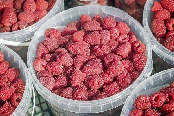 Satılık konteyner içinde ahududu.