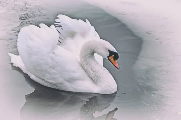 Cisne branco no lago no inverno. — Fotografia de Stock