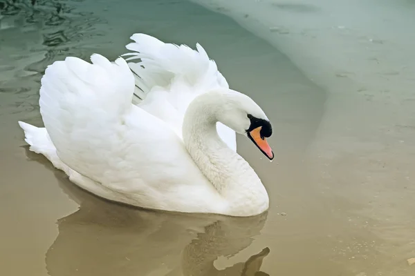 Cisne blanco en el lago en invierno. —  Fotos de Stock