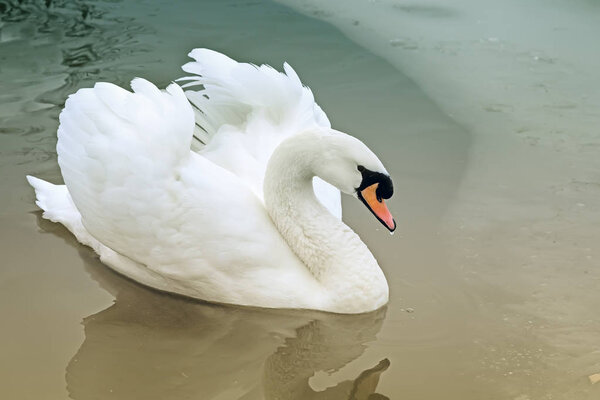 White Swan on the lake in winter.