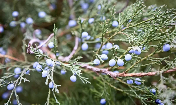 The juniper tree with beautiful branches and fruit. — Stock Photo, Image