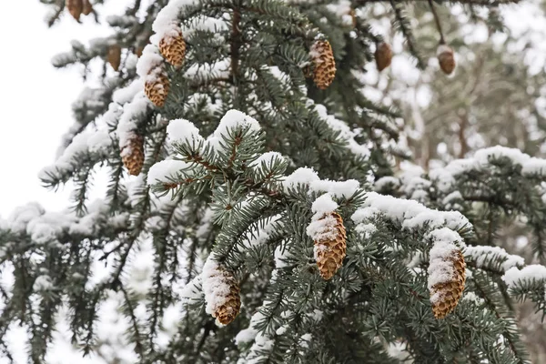 Świerkowych gałęzi z szyszki pokryte śniegiem. — Zdjęcie stockowe