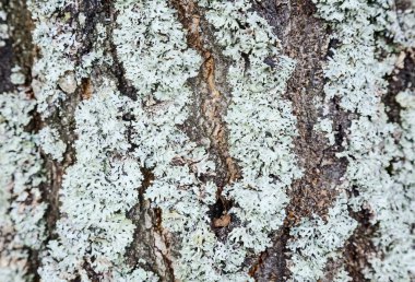 yosun kaplı ağaç kabuğu.