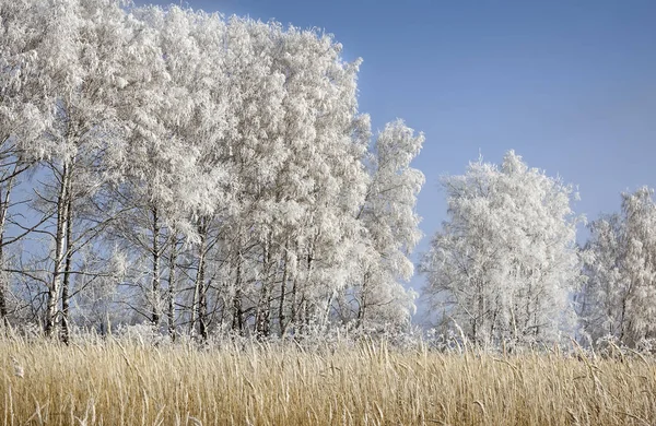 Vinterlandskapet: träden i tjock frost. — Stockfoto