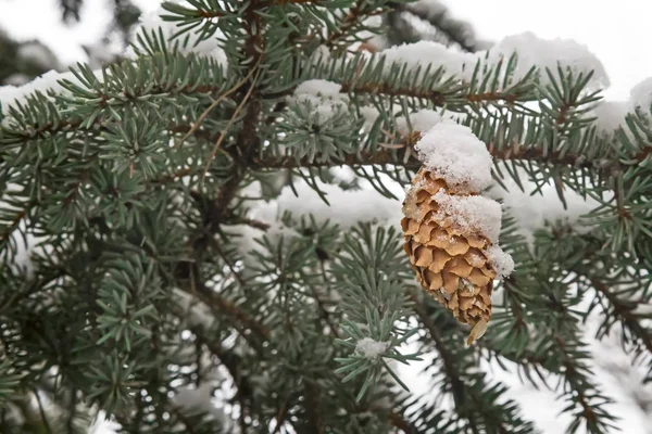 Fir-tree branches covered with fluffy white snow. Reference picture.