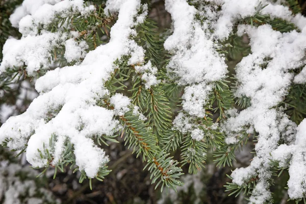 Fir Tree Branches Covered Fluffy White Snow Reference Picture — Stock Photo, Image