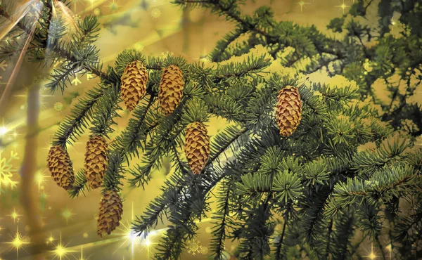 Branches Spruce Cones Covered Fluffy White Snow — Stock Photo, Image