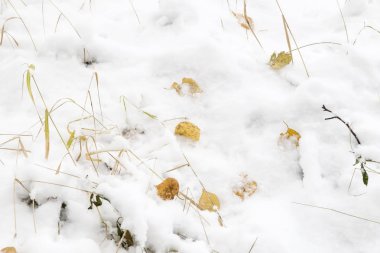 İlk kar sonbahar yaprakları üzerinde yatıyor. Referans resmi.
