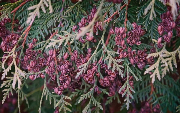 Bellissimi Ramoscelli Frutti Arborvitae Thuja Occidentalis Cultivar — Foto Stock