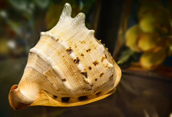 Naturaleza Muerta Superficie Mesa Hay Una Gran Concha Mar Hermosa —  Fotos de Stock