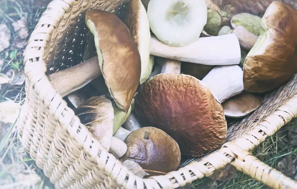 Una Radura Nel Bosco Grande Cesto Vimini Con Una Varietà — Foto Stock